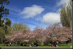 Flowers_2010_10_02_IMG_1460