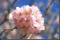 Flowers_2010_10_02_IMG_1466