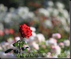 rose_bukah-IMG_2010_11_28_0860