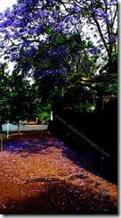 Path_of_my_dreams_IMG_2010_12_25_1125