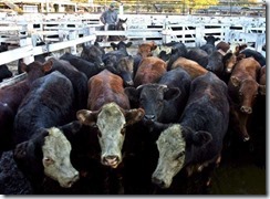 1-00113_Cows_to_Slaughter