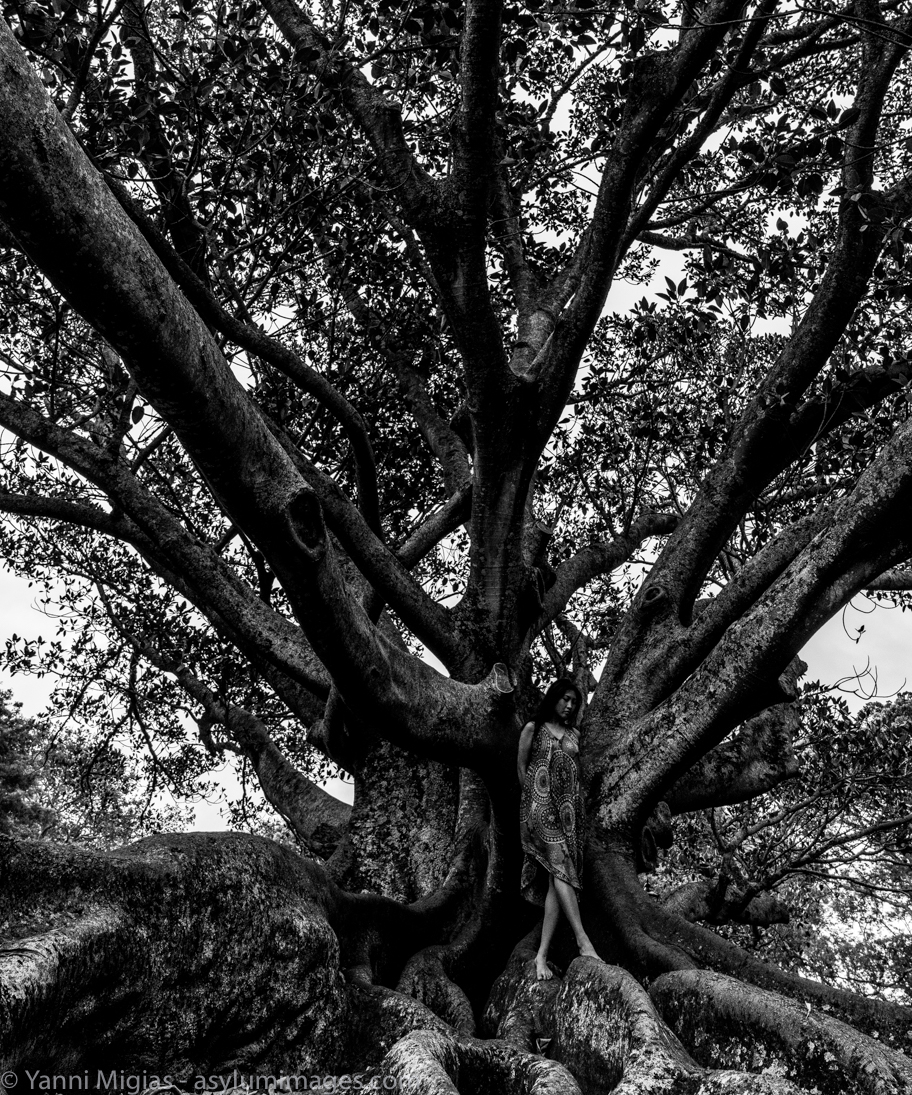 Tree: Model: www.minh-ly.com